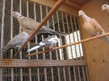 Pigeons ( PURE BRED ) - Photo 7