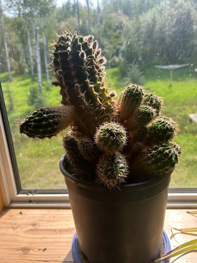 Baby cactus