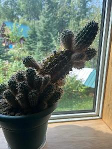 Baby cactus - Photo 2