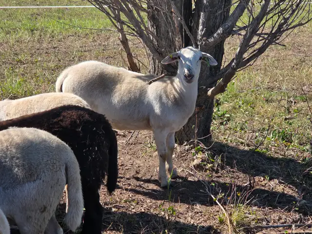 Spring Lambs, 6 Ewes