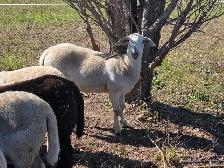Spring Lambs, 6 Ewes
