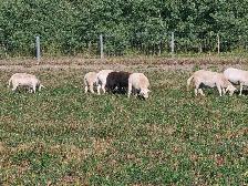 Spring Lambs, 6 Ewes - Photo 2