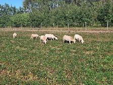 Spring Lambs, 6 Ewes - Photo 3