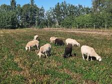 Spring Lambs, 6 Ewes - Photo 4