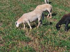 Spring Lambs, 6 Ewes - Photo 5
