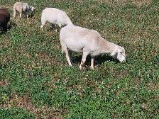 Spring Lambs, 6 Ewes - Photo 6