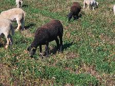 Spring Lambs, 6 Ewes - Photo 7