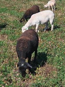 Spring Lambs, 6 Ewes - Photo 8