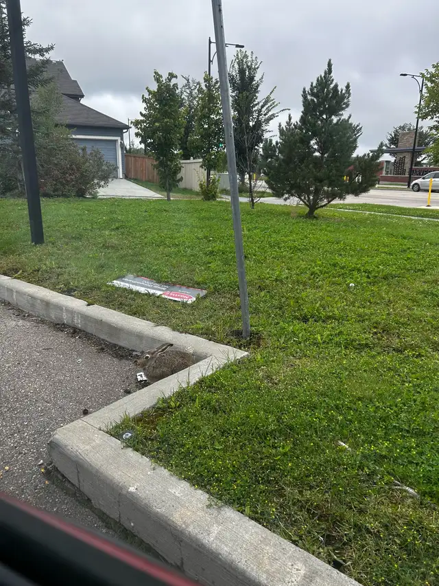 Experienced Lawn Mowing Helper Needed