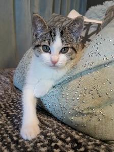 Adorable Baby Girl/ Healthy/ Vaccinated/ Carrying Bag/ - Photo 3