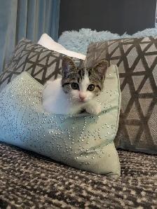 Adorable Baby Girl/ Healthy/ Vaccinated/ Carrying Bag/ - Photo 4