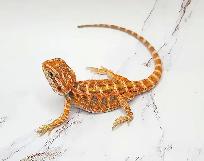 dragon barbu bébé rouge, orange, hypo - Photo 4