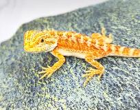 dragon barbu bébé rouge, orange, hypo - Photo 5