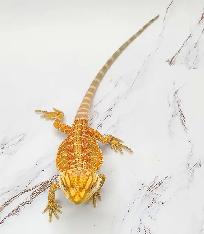 dragon barbu bébé rouge, orange, hypo - Photo 7