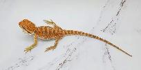 dragon barbu bébé rouge, orange, hypo - Photo 10
