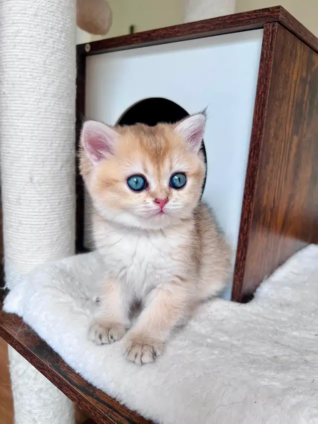 Golden British shorthair female kitten, turquoise eyes