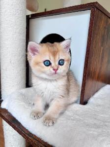 Golden British shorthair female kitten, turquoise eyes