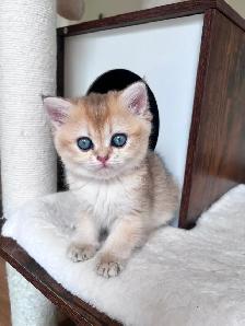 Golden British shorthair female kitten, turquoise eyes - Photo 2