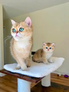 Golden British shorthair female kitten, turquoise eyes - Photo 3
