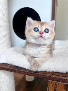 Golden British shorthair female kitten, turquoise eyes - Photo 6