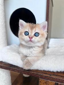 Golden British shorthair female kitten, turquoise eyes - Photo 7