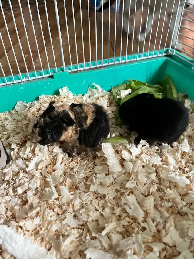 Guinea pigs