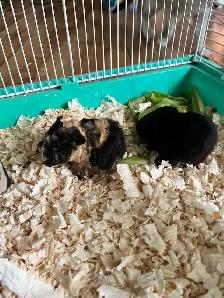 Guinea pigs