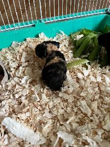 Guinea pigs - Photo 2