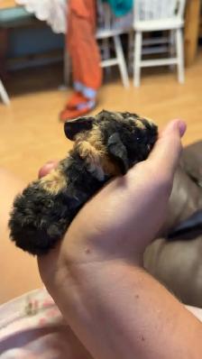 Guinea pigs - Photo 3