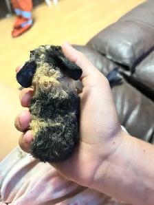 Guinea pigs - Photo 4