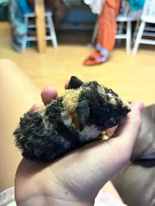 Guinea pigs - Photo 5