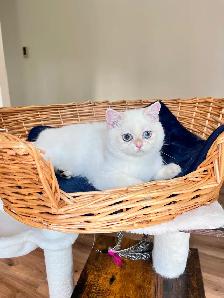 British Shorthair Golden Colorpoint Kitten / Blue Eyes - Photo 2