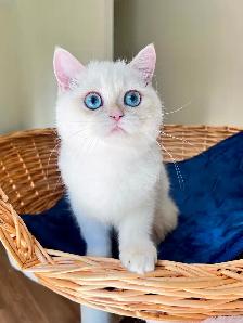 British Shorthair Golden Colorpoint Kitten / Blue Eyes - Photo 7