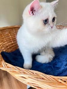 British Shorthair Golden Colorpoint Kitten / Blue Eyes - Photo 8