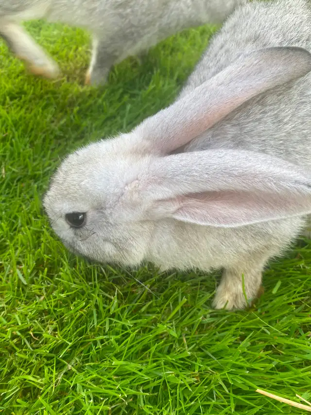 Continental , X Flemish, giant   rabbits