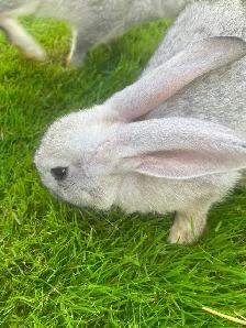 Continental , X Flemish, giant   rabbits
