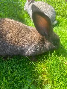 Continental , X Flemish, giant   rabbits - Photo 2