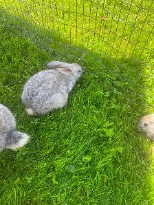 Continental , X Flemish, giant   rabbits - Photo 3