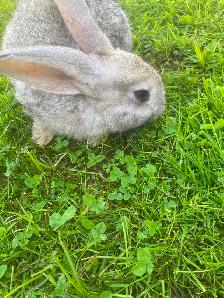 Continental , X Flemish, giant   rabbits - Photo 4
