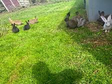 Continental , X Flemish, giant   rabbits - Photo 5