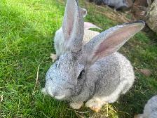 Continental , X Flemish, giant   rabbits - Photo 6
