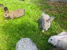 Continental , X Flemish, giant   rabbits - Photo 7