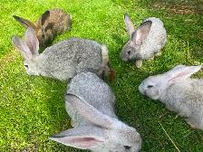Continental , X Flemish, giant   rabbits - Photo 8
