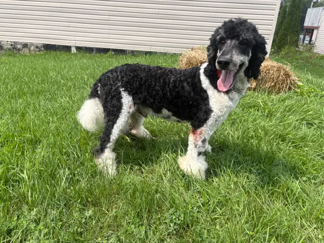 CKC Small Standard Poodle