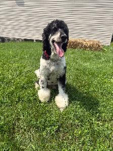 CKC Small Standard Poodle - Photo 2
