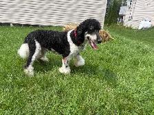 CKC Small Standard Poodle - Photo 3
