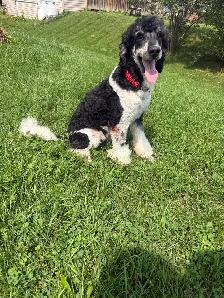 CKC Small Standard Poodle - Photo 4