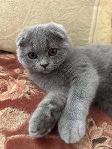 Scottish Fold and Scottish Straight kittens CCA/AFC registered