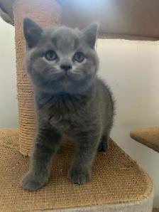 Scottish Fold and Scottish Straight kittens CCA/AFC registered - Photo 4