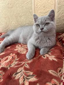 Scottish Fold and Scottish Straight kittens CCA/AFC registered - Photo 5